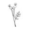 Black and white illustration of a rosehip twig with three berries on a white background.