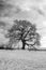Black and white image of a bare Oak tree Quercus at Leigh-on-Sea, Essex, England