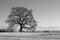 Black and white image of a bare Oak tree Quercus at Leigh-on-Sea, Essex, England