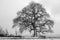 Black and white image of a bare Oak tree (Quercus) in winter at Leigh-on-Sea, Essex, England
