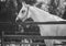 A black-white image of a beautiful grey speckled horse, peacefully dozing in a paddock behind a fence in the summer sunshine. The