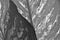 Black and white image of beautiful pattern of dumb cane leaf texture