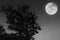 Black and white image of big full moon with silhouette tree on windy freshness clear dark night background.