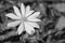 A Black and White Image of a  Bloodroot Flower on the Forest Floor