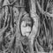 Black and white image of the buddha image inside the Bodhi tree roots in Ayutthaya