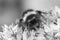 Black and white image of a Bumblebee on Sedum telepium `Matrona