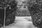 Black and white image concrete footpath or walkway flanked with green trees that going to outdoor car parking lot.