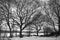 Black and white image of dormant trees in the snow