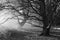 Black and white image of dormant trees surrounded by smoke