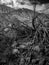 Black and white image of dry dead tree and arid rocky desert against big mountains