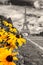 Black and white image of the Eiffel Tower with yellow flowers