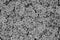 Black and white image of fresh coleus mix plant