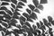 Black and white image of giant mountain fishtail palm leaves