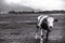  black and white image of a grazing calf