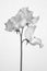 Black and white image of Lathyrus Odoratus - Sweet Peas