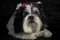 Black and white image of a lhasa apso dog with red bows