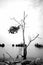 Black and white image lonely mangrove tree on the water