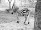 Black and white image of Lonely zebra grazing in the field at the zoo