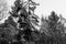 Black and white image of mystical rock group and stone group Teufelsstein near the Teufelsmuehle near Rattenberg with the rock fac