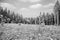 Black and white image of newly planted pine trees and large pine trees