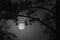 Black and white image of pine and full moon