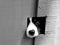 A black and white image of a puppy looking through a hole in a fence.