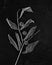 A black and white image of skeletonised plant leaves and seed heads on a background of black slate