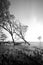 Black and white image of stump and root of mangrove tree on the seashore