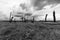 Black and white image of Woodhenge a tree circle in the Netherlands consisting of fifteen fossil forest mowers and arranged  in su