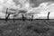 Black and white image of Woodhenge a tree circle in the Netherlands consisting of fifteen fossil forest mowers and arranged  in su