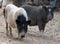 Black and white indian pigs in the yard, Goa