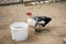 The black-and-white Indo-duck drinks water from a bucket on a farm. Agriculture.