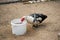 The black-and-white Indo-duck drinks water from a bucket on a farm. Agriculture.