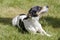 Black and white Jack Russell Terrier pup lying in a field, shadow in grass