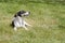 Black and white Jack Russell Terrier pup lying in a field, shadow in grass