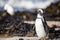Black and white jackass penguin living on a beach at betty`s bay in South Africa located on the coastline of the Fynbos coast