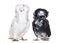 Black and white Jacobin pigeons in portrait against white background