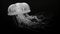 Black And White Jellyfish: Hyper Detailed Photorealistic Uhd Image