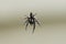 Black and white Jumping Spider suspended in mid ai
