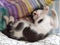 Black and white kitten basking on the couch