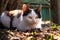 black and white kitten basking in the spring sun