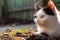 black and white kitten basking in the spring sun with copy space