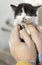 black and white kitten with big eyes sits safely in the palms of a person