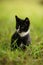 Black and white kitten rest in the green grass