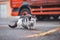 Black and white kitten sneaks up on its prey and fully concentrates on the final jump. Detail of expression during hunting.