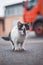 Black and white kitten sneaks up on its prey and fully concentrates on the final jump. Detail of expression during hunting.