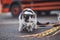 Black and white kitten sneaks up on its prey and fully concentrates on the final jump. Detail of expression during hunting.