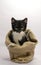 Black and white kitten with yellow eyes sits in sackcloth poke b