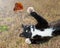 Black and white kitty cat playing with a butterfly