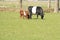 A black and white Lakenvelder cow with two brown calves, is grazing in a green Dutch meadow